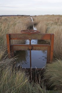 Sluice gate in reedbed dyke