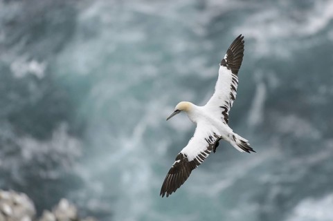 Northern Gannet