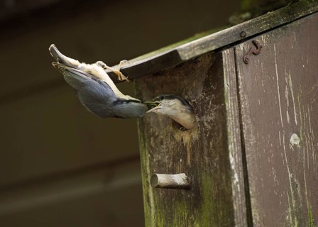 Eurasian Nuthatch