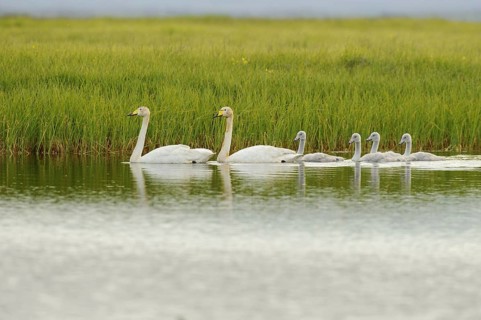 Whooper Swan