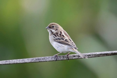 Pallas's Reed Bunting