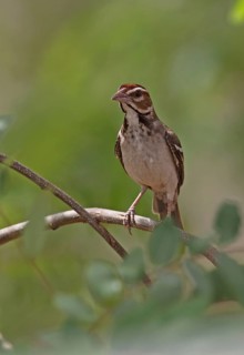 Eye-browed weaver