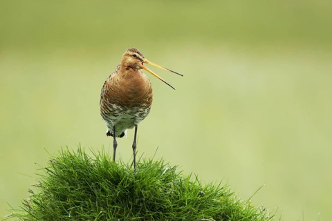 Black-tailed godwit