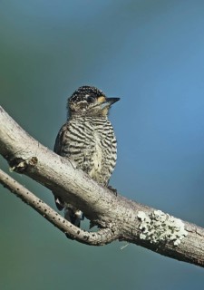 White-banded Pygmy Woodpecker