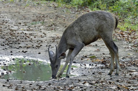Sambar deer