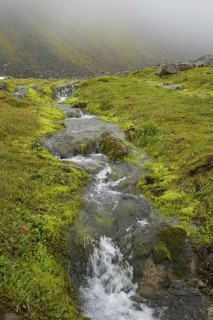 Hornvik