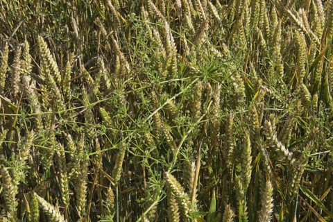 Cleavers