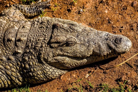 Crocodile