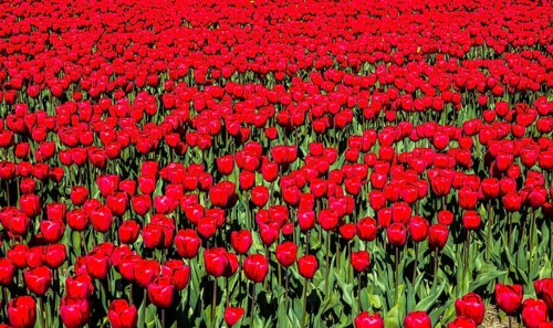 Flowering tulip fields