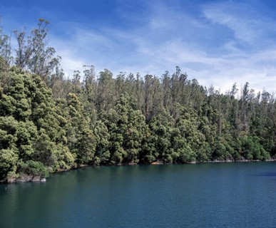 Trees on mountains