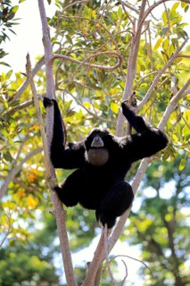 Siamang