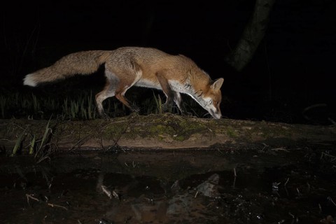 European Red Fox