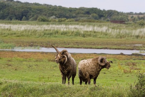 Manx loaghtan sheep