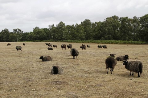 Hebridean sheep