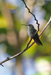 Antillean Mango