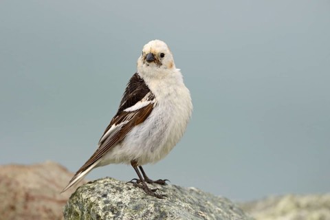 Snow bunting