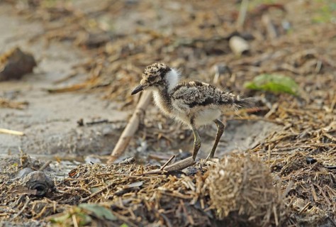 Blacksmith Plover