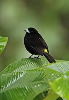 Ramphocelus flammigerus icteronotus