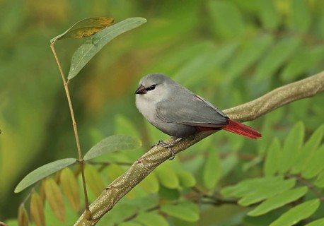 Lavender Waxbill