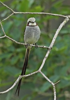 Fan-tailed Tyrant