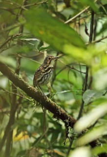 Streak-chested Antpitta