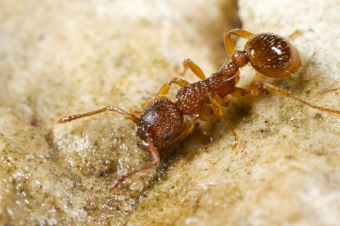 Sabre-thorned knot ant