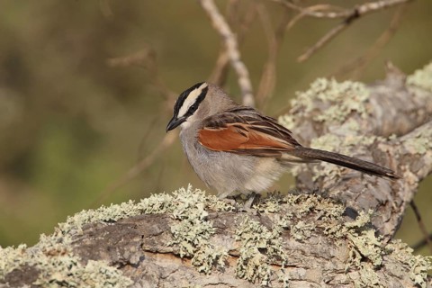 Black-crowned Tchagra