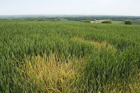 Spot treatment of glyphosate on switchgrass to control localised spots in winter wheat