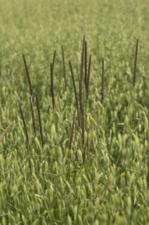 Blackgrass