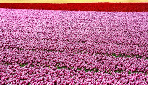 Flowering tulip fields