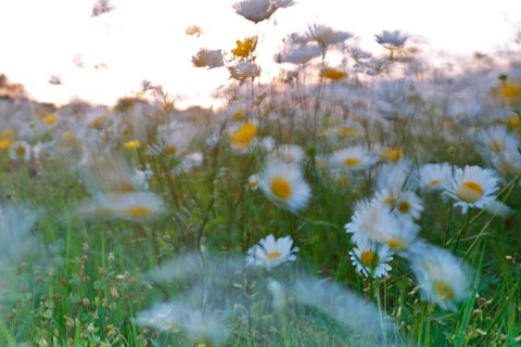 Blur experiment on a flowering meadow in summer