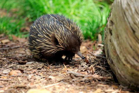 Short-beaked Echidna