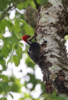 Red-crested Woodpecker