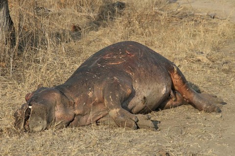 Hippopotamus