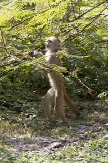White-fronted capuchin
