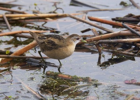 Little Crake