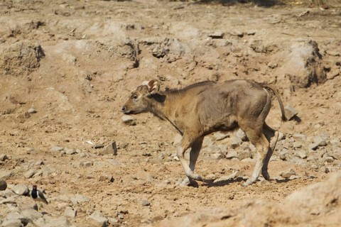 Gaur