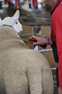 Domestic sheep