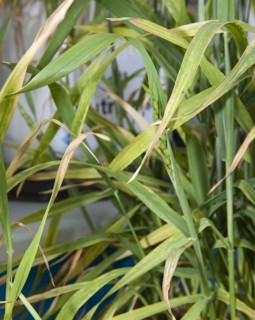 Magnesium deficiency in wheat