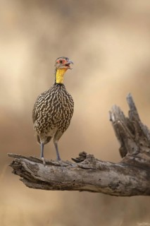 Yellow-necked Spurfowl