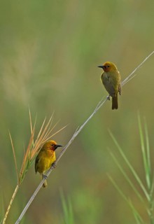 Spectacled weaver