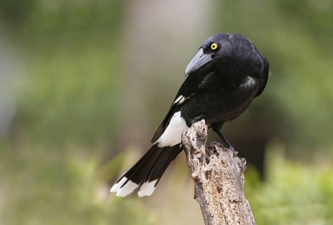 Pied Currawong