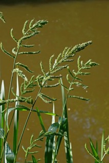 Barnyard cockspur