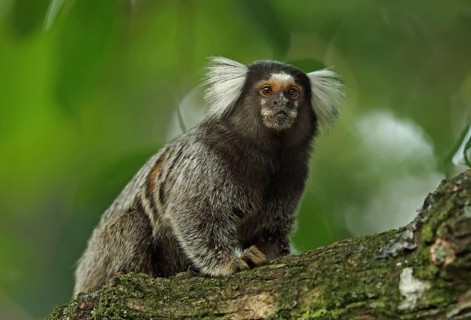 Common Marmoset