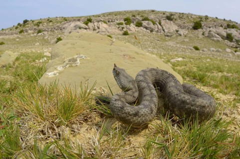 European Horned Viper