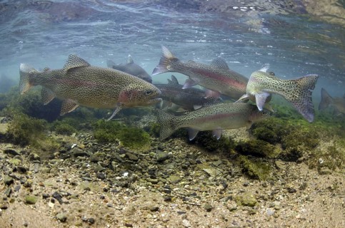 Salmo gairdneri