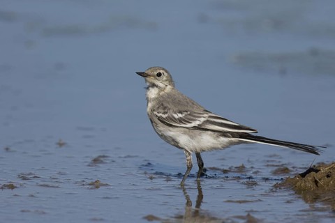 Pied Wagtail