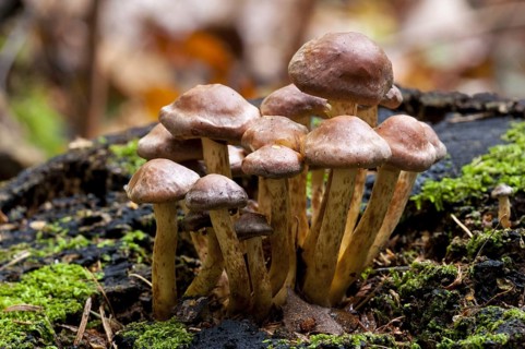 Fruiting bodies of brick tuft fungus