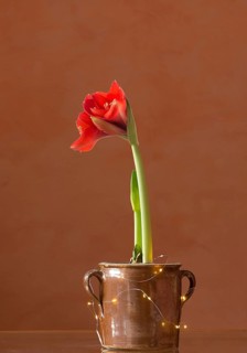 Blossoming amaryllis