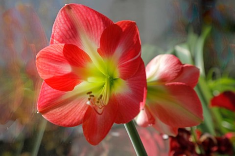 Amaryllis